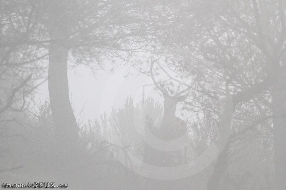 Ciervo rojo (Cervus elaphus)